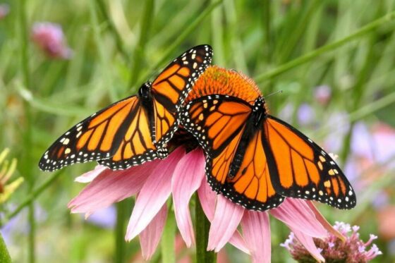 Plants for butterflies: the best butterfly-friendly plants for the garden