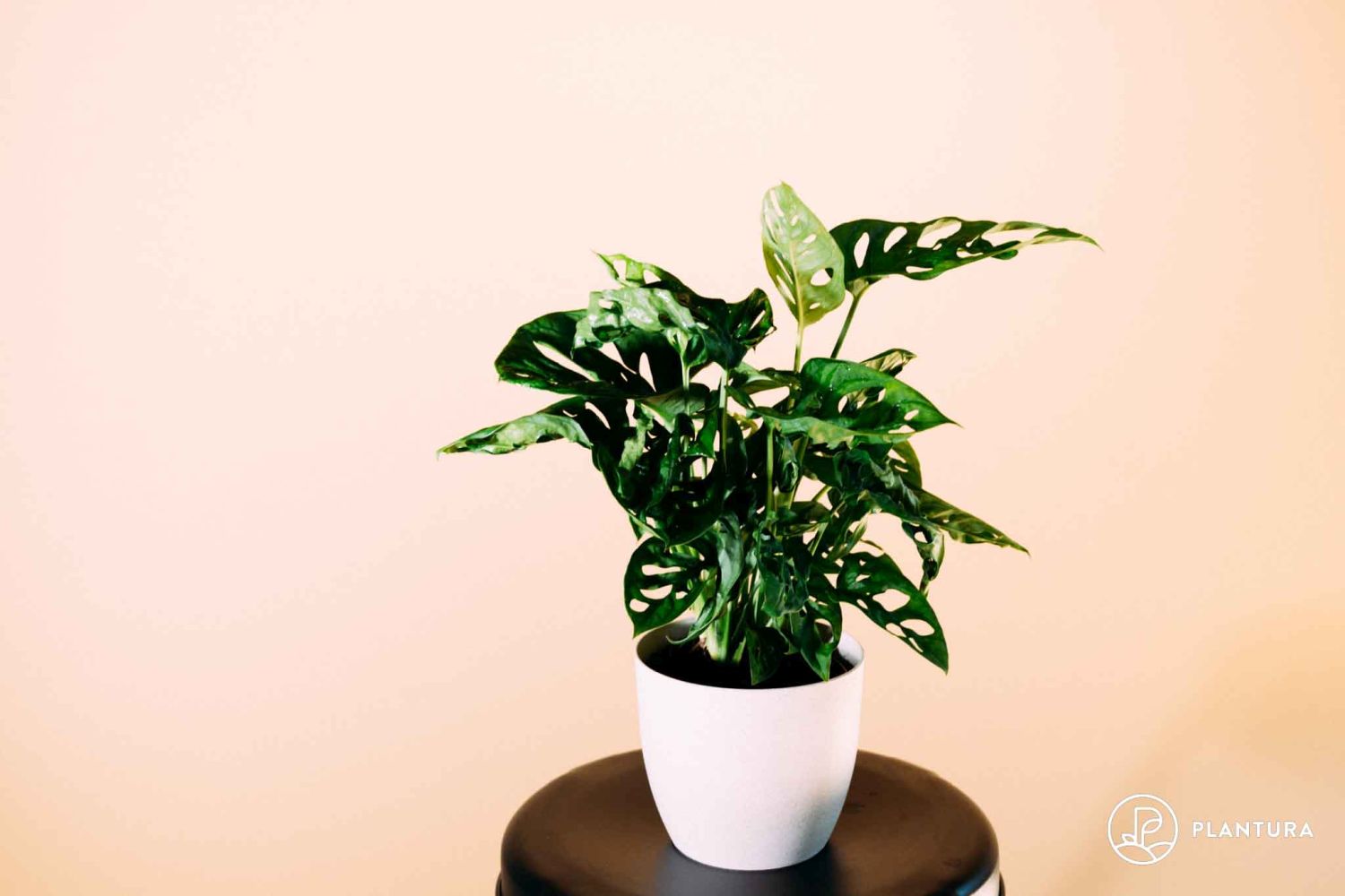 Monstera caring & cultivation -