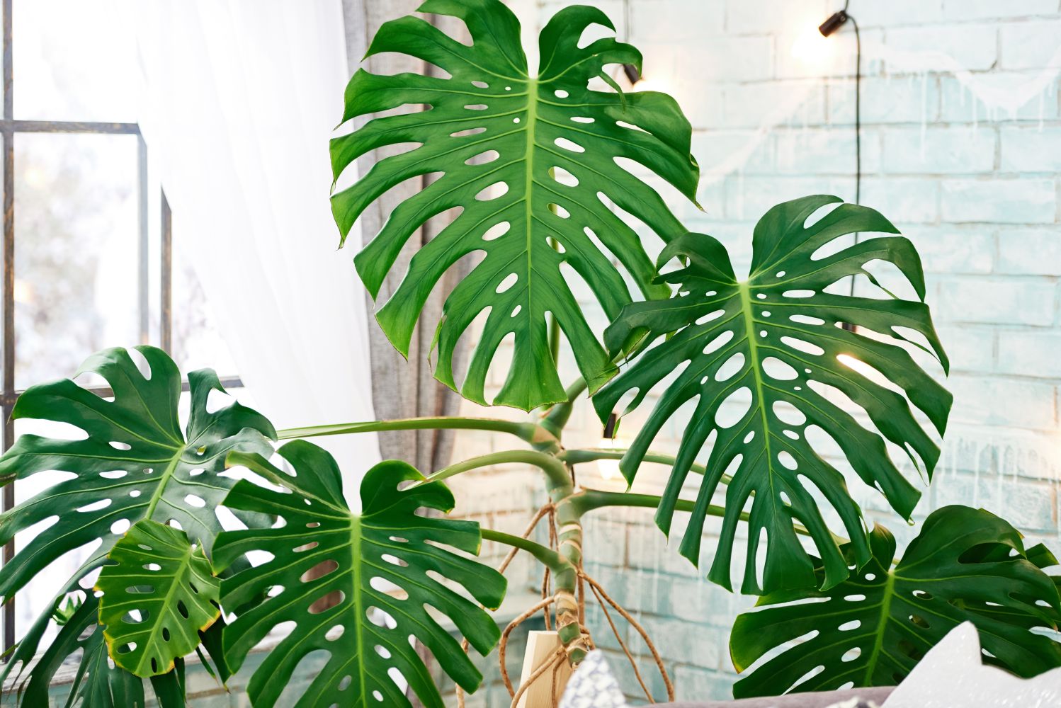 Monstera Care Cultivation Guide Plantura