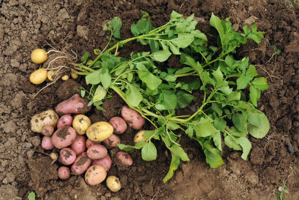 Dug up first early potatoes ready to harvest