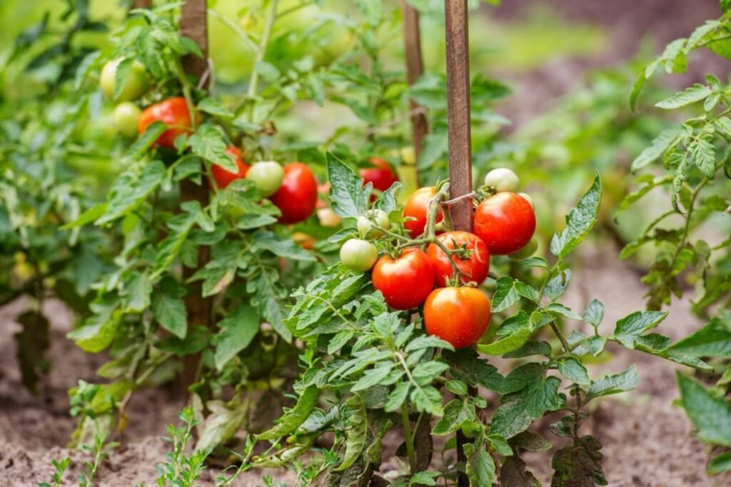 should you prune tomato plants