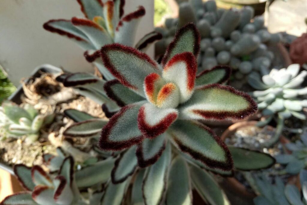 Kalanchoe tomentosa with red rimmed leaf edges