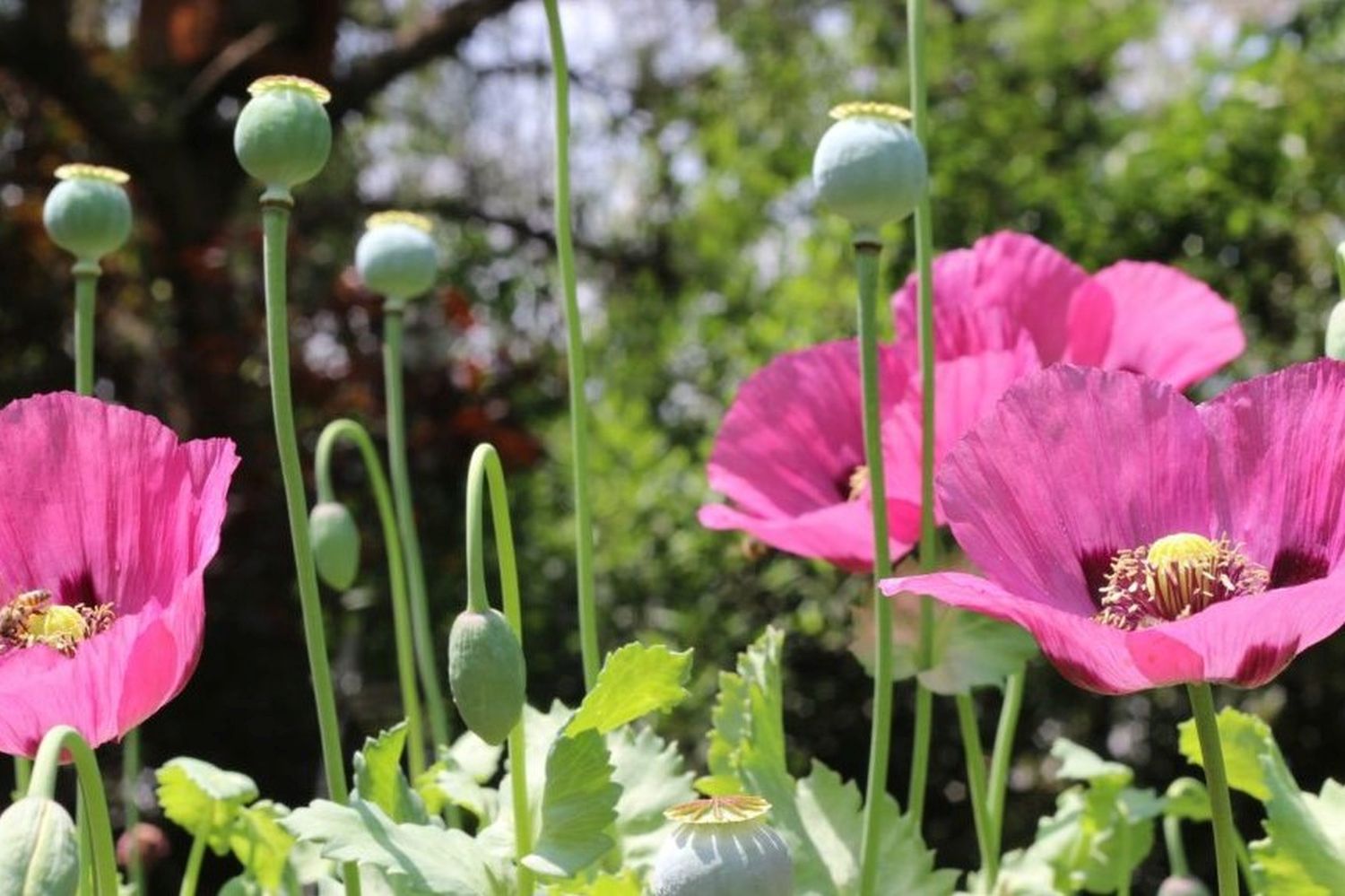 Plants for bumblebees how to attract bumblebees Plantura