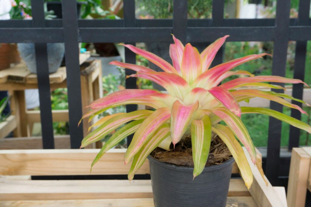 Potted bromeliad plant outdoors