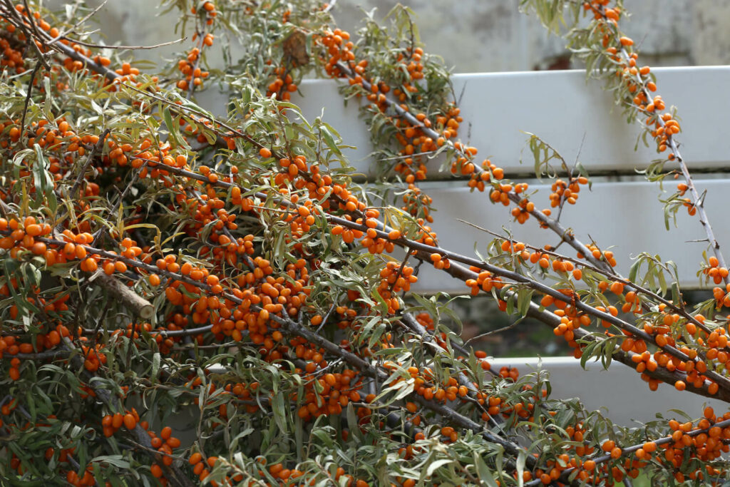 Long sea buckthorn branches with lots of orange berries