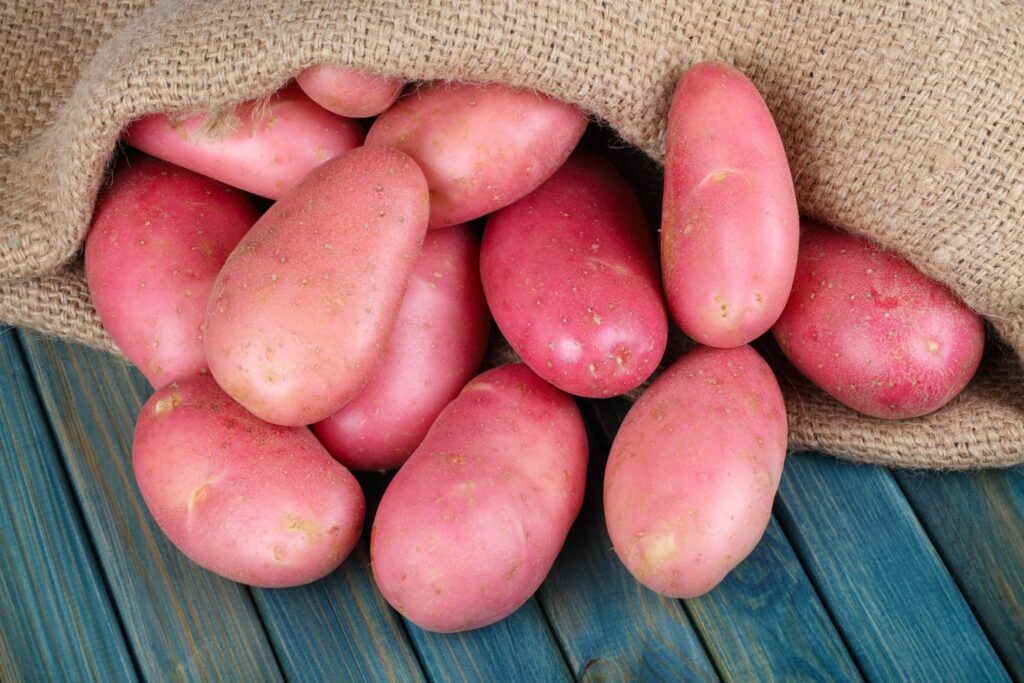 Harvested ripe red skin potatoes