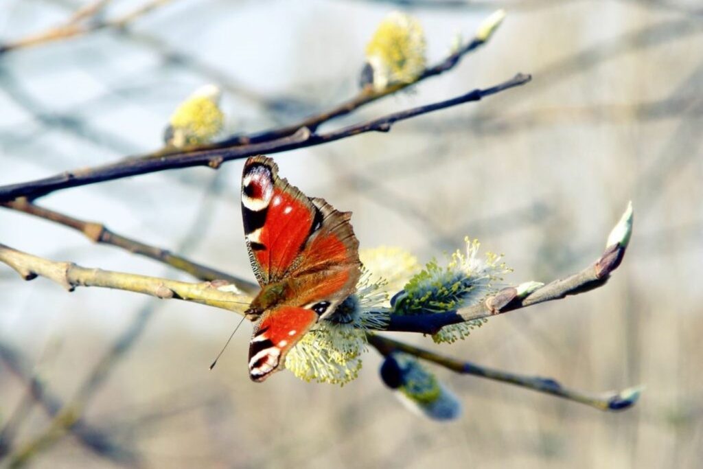 butterfly on goat willow branch with catkins