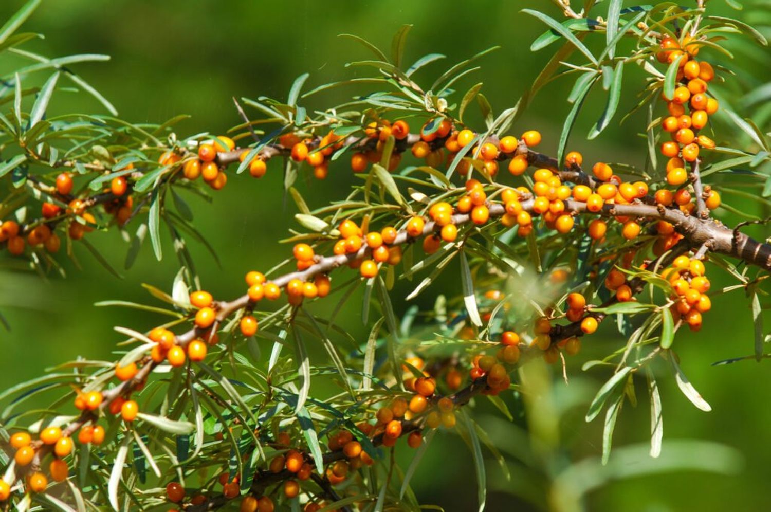 sea-buckthorn-berries.jpg