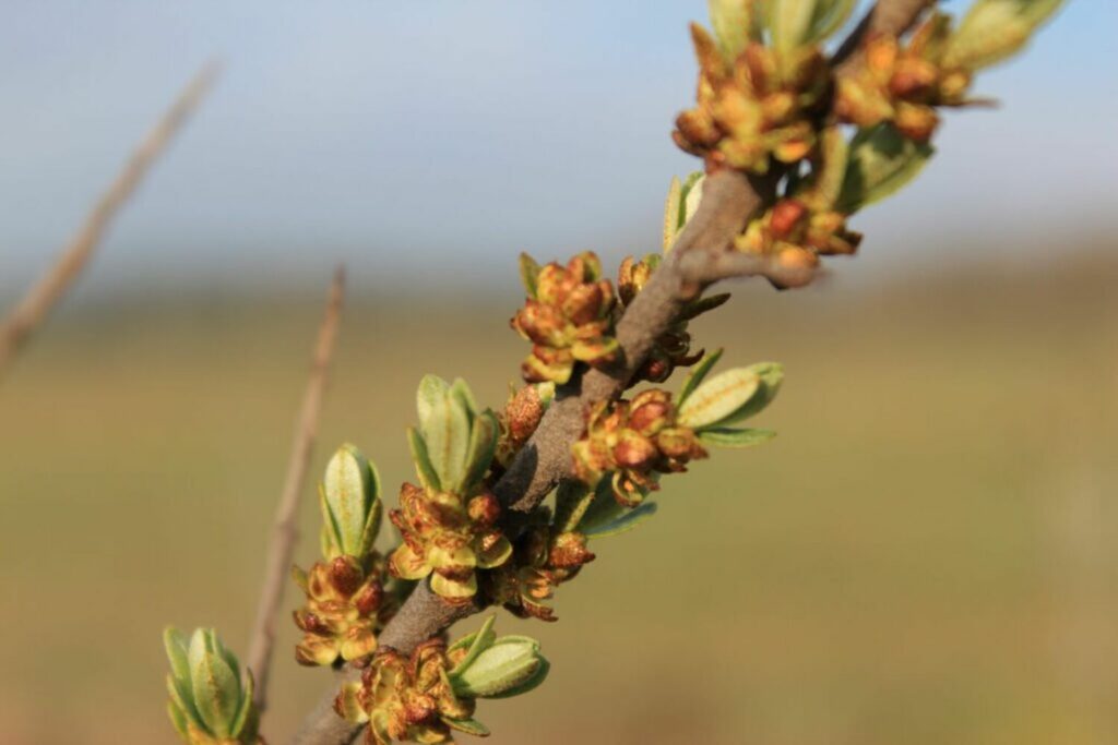 Male sea buckthorn variety with brown-orange flowers