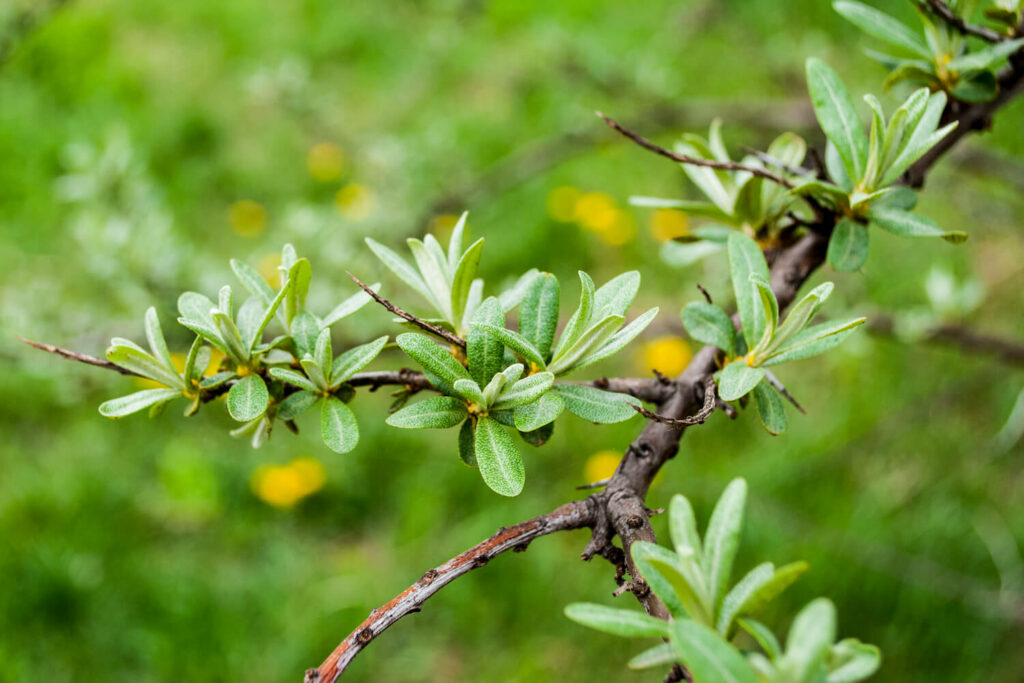 Sea buckthorn leaves