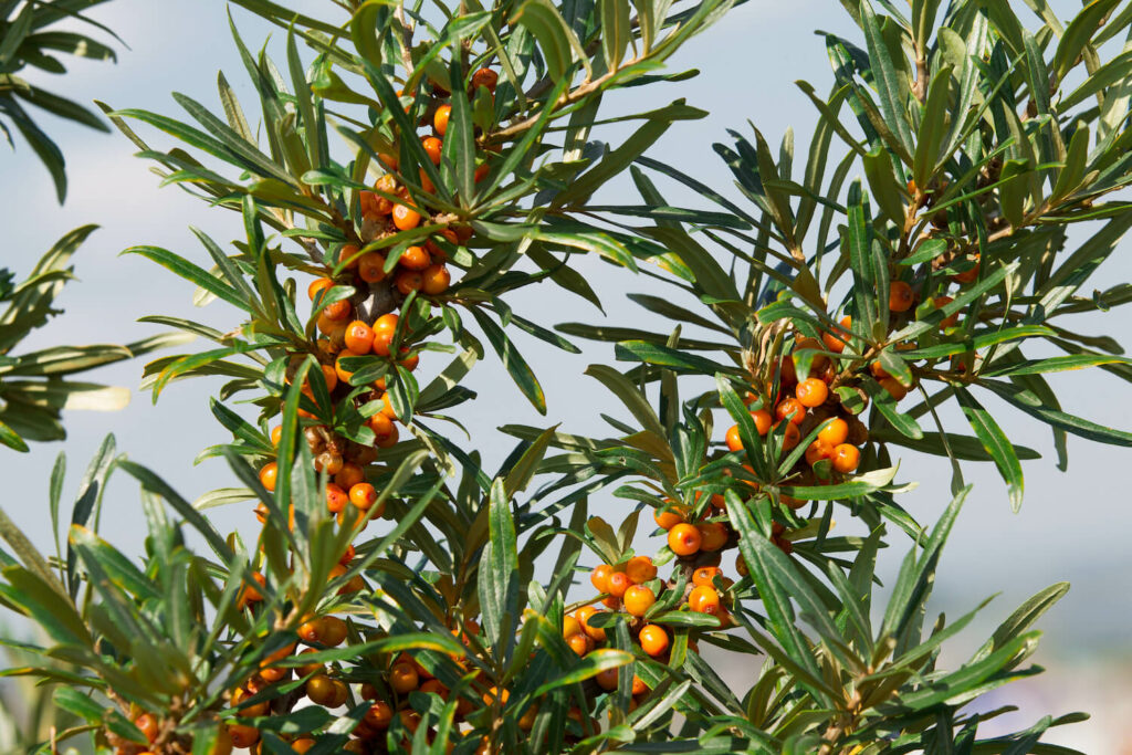 Healthy sea buckthorn plant with green leaves and orange berries