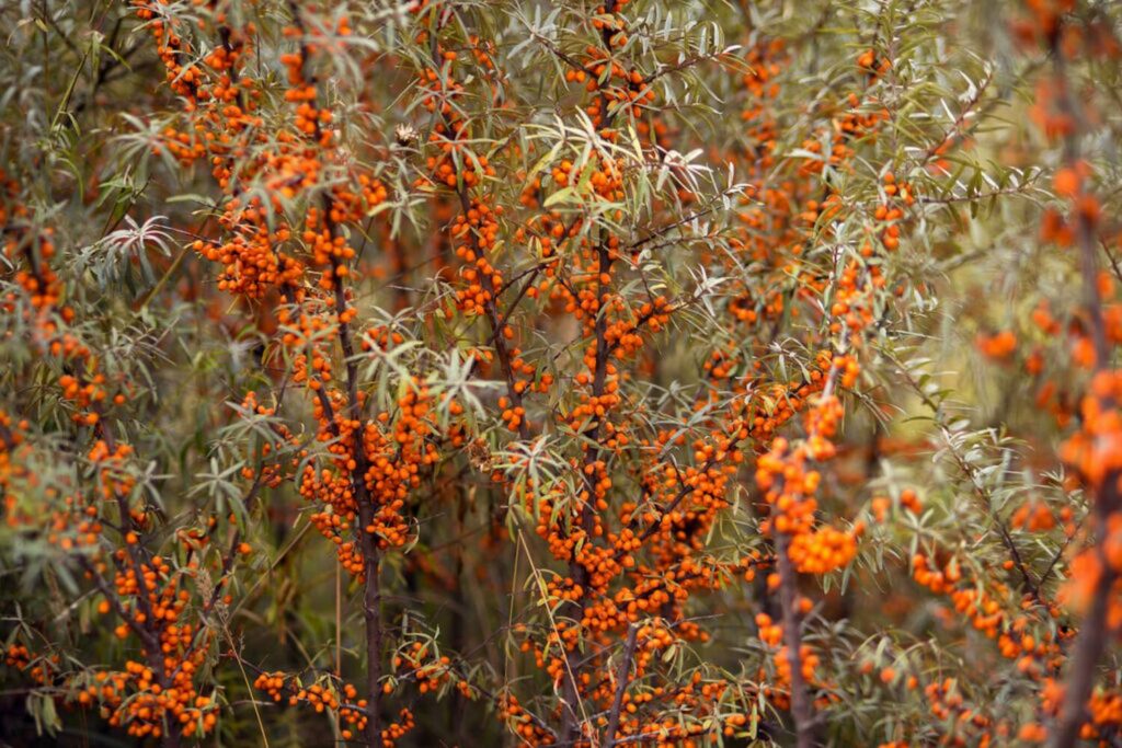 Bushy sea buckthorn plant with berries and berries