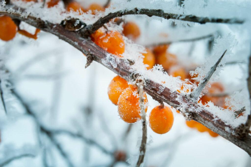Sea buckthorn branch with berries covered in snow