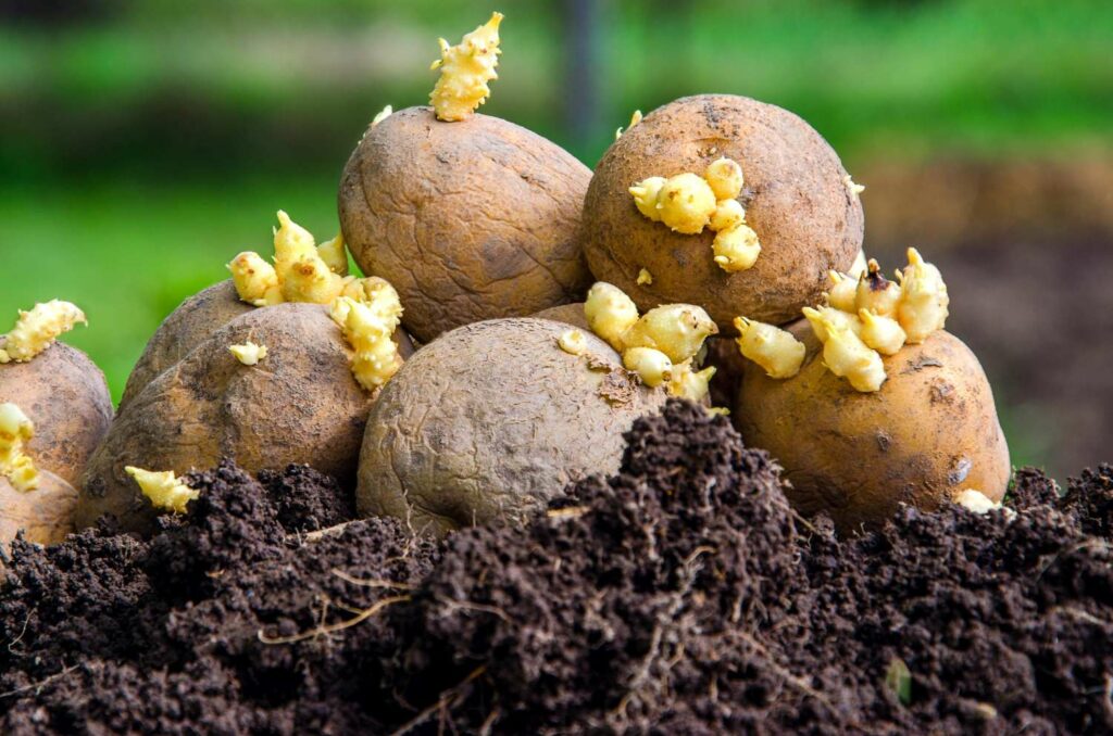 Sprouted seed potato tubers