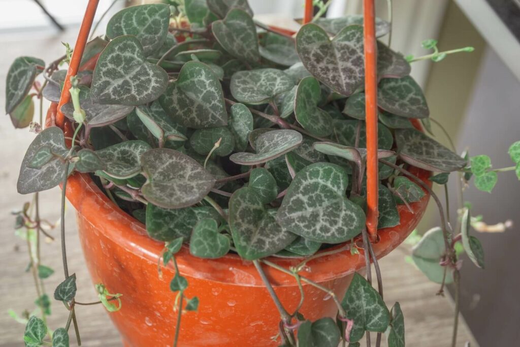 String of hearts plant in hanging pot