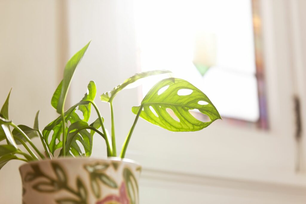A small monstera plant absorbs sunlight