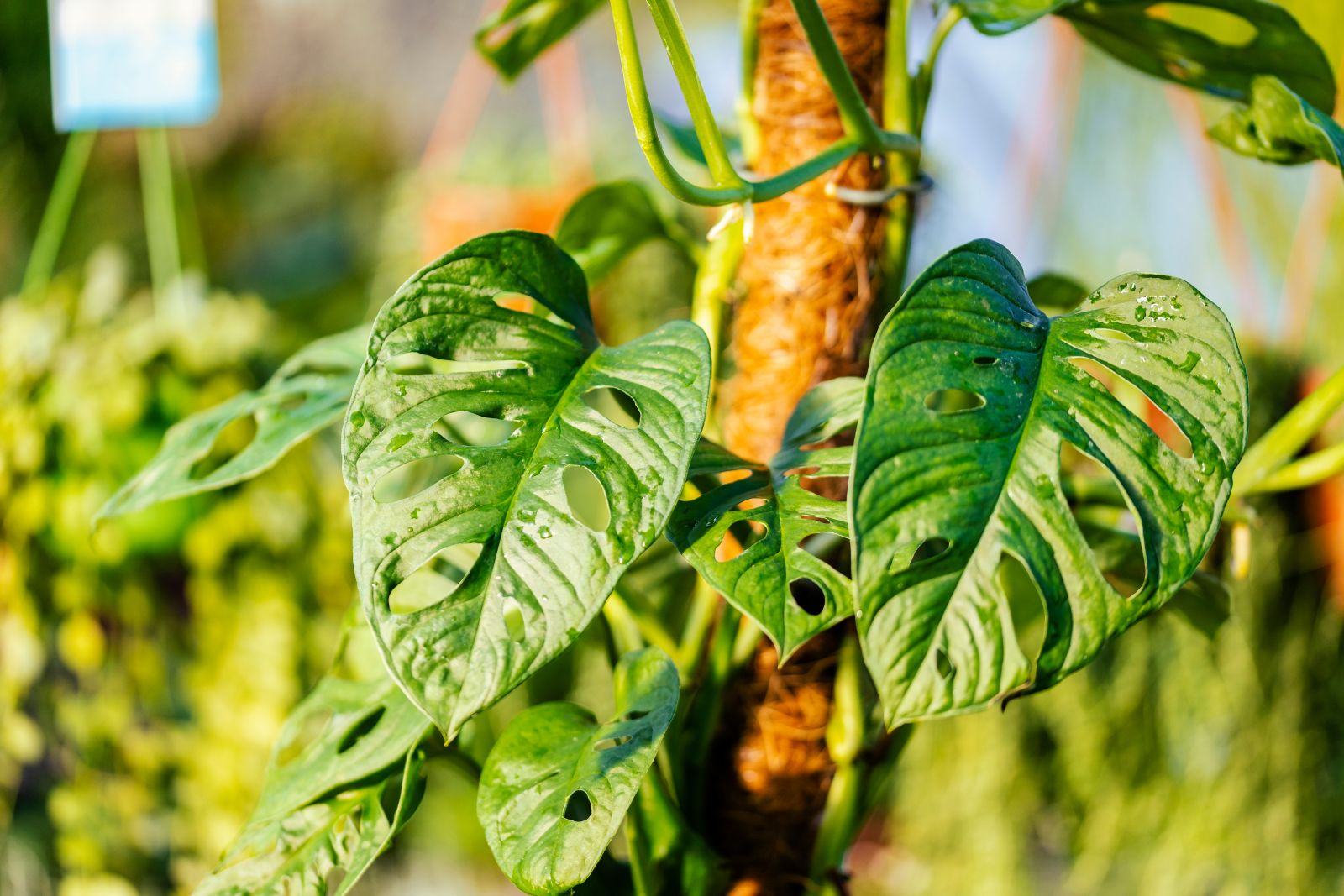 Monstera adansonii: caring & cultivation tips - Plantura