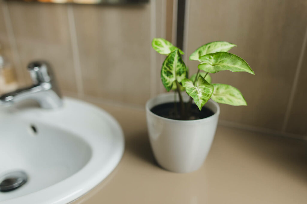 Arrowhead plant in bright bathroom