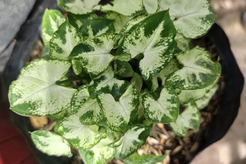 Syngonium pixie with green and white leaves and short bushy growth