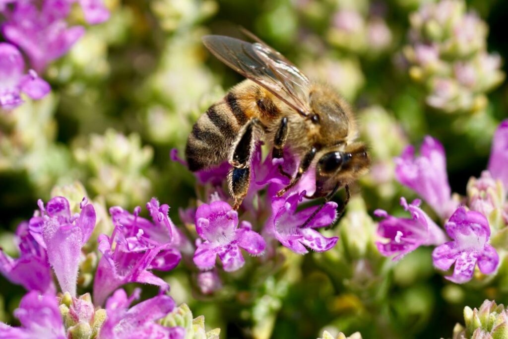 bee feeding in nectar of purple flowering thyme