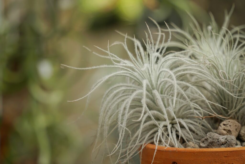 grey tillandsia bromeliad with long pointed leaves