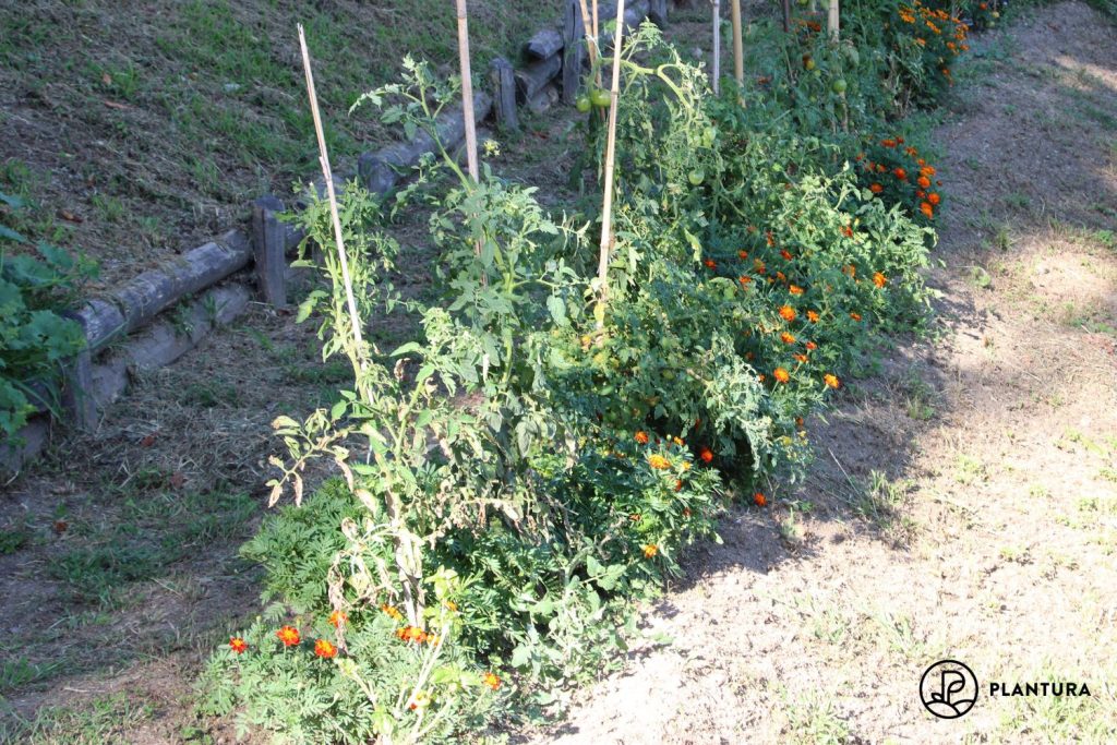 Tomato plants and marigolds