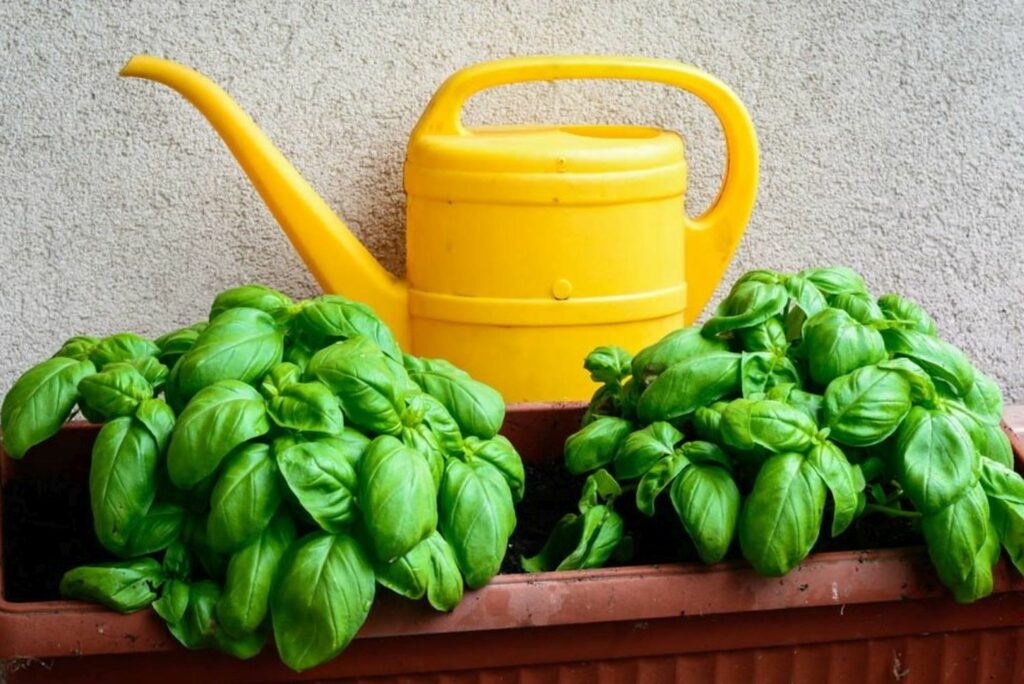 Watering basil plants with watering can