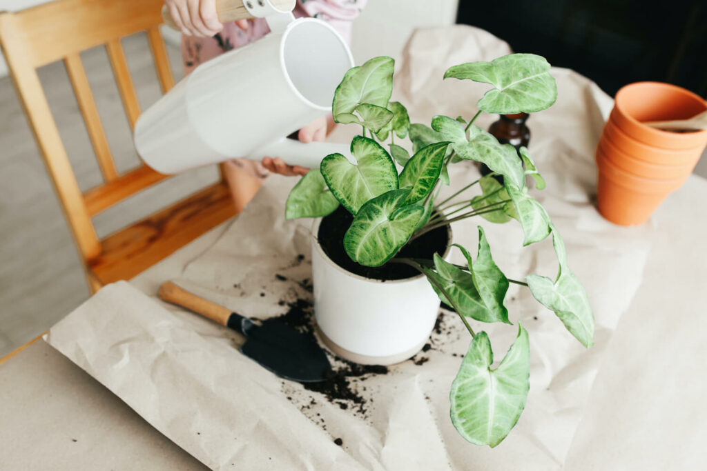 Watering potted syngonium plant with watering can