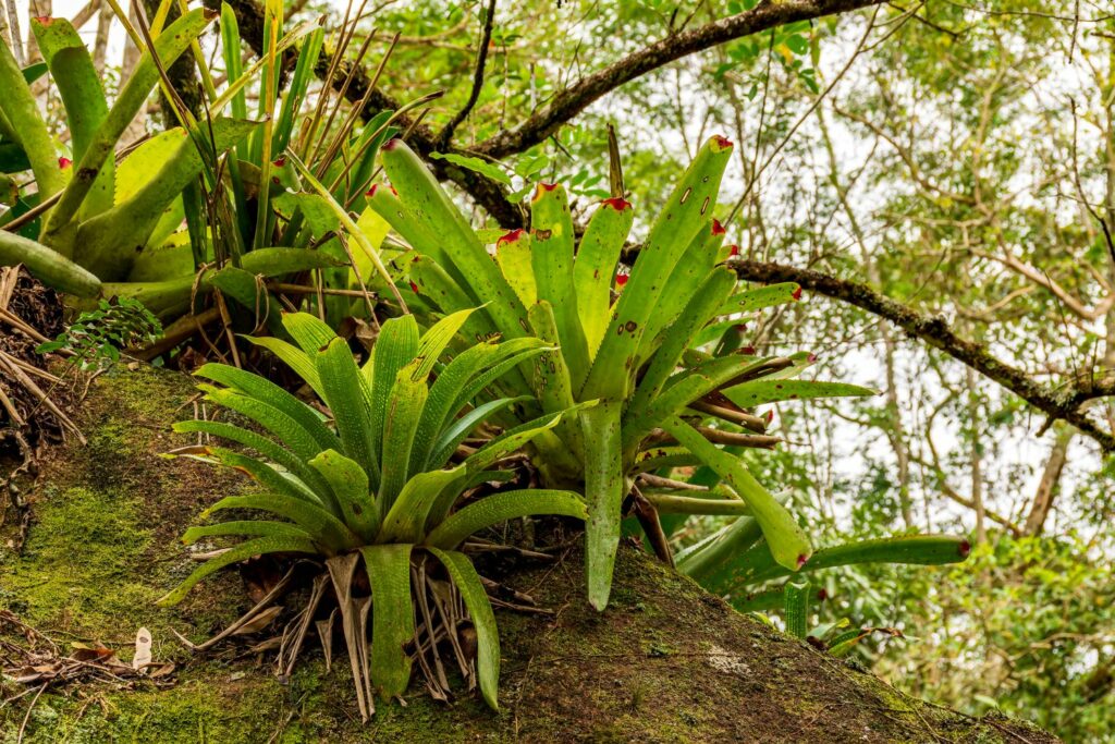 bromeliad growing on tree in the wild