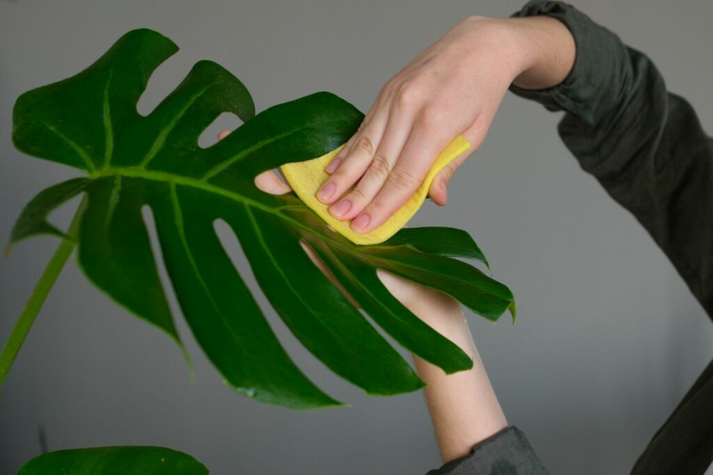 A monstera leaf is wiped down