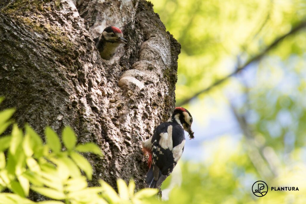 A woodpecker by their nest in a tree hollow