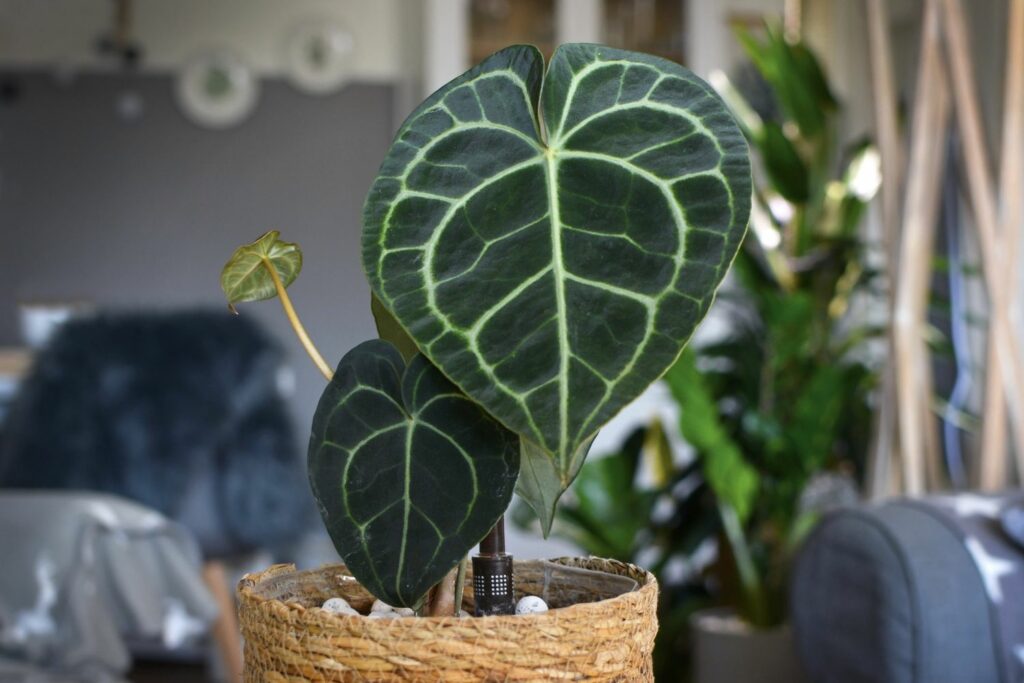 Flamingo flower with heart leaf shape and white vein pattern