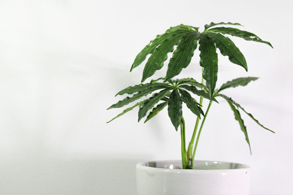 False marijuana divided leaf shape