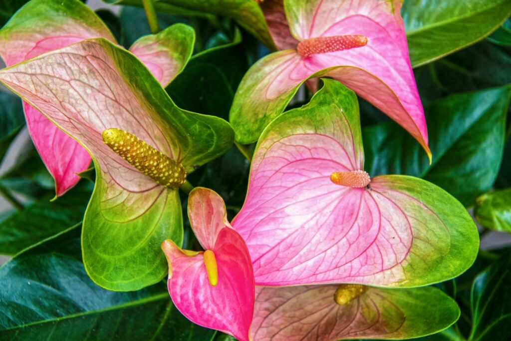Flamingo flower with blended pink and green bracts