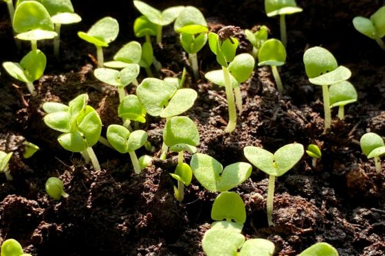 Planting basil: location, sowing & transplanting