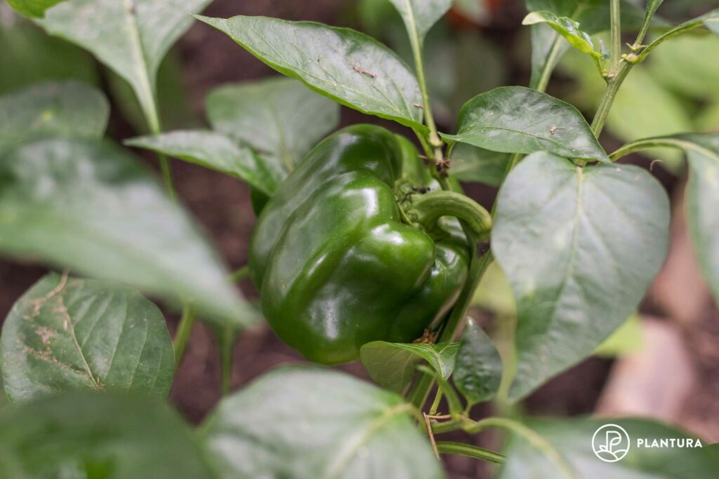 Bushy bell pepper plant with green pepper