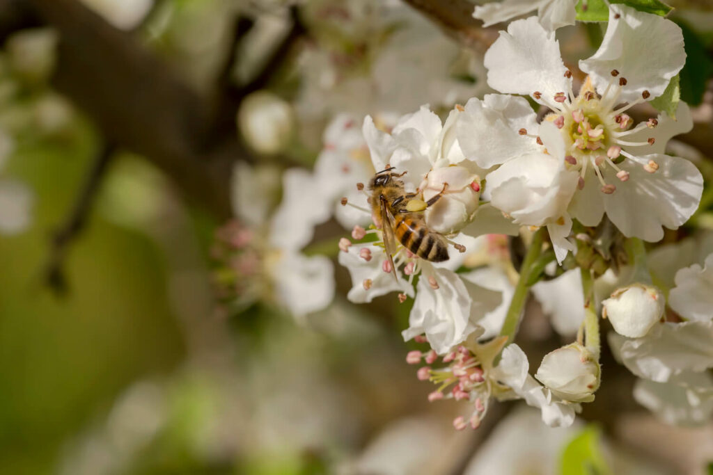 Insect on doyenne du comice pear flowers