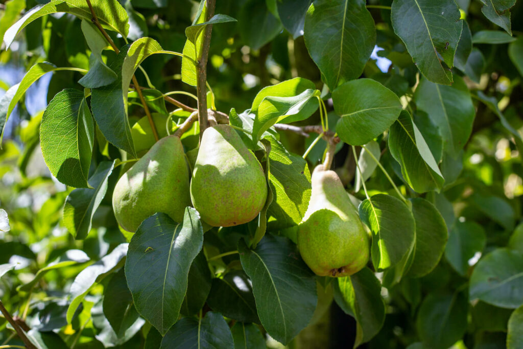 Doyenne du comice pear tree with ripe fruits