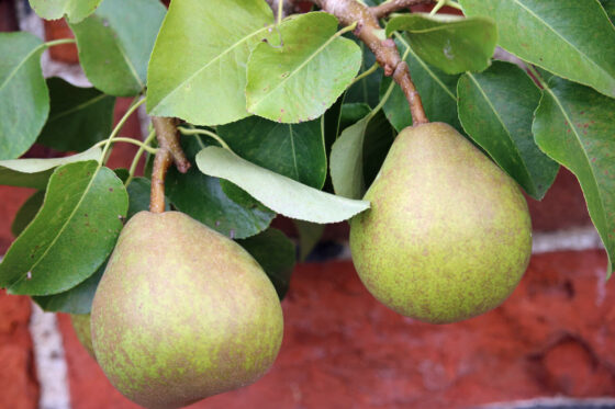 Comice pear: pollination, harvest & more
