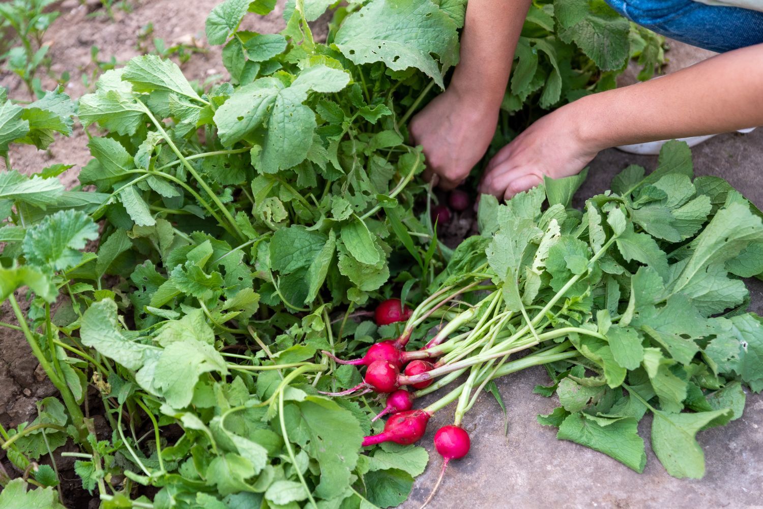 Radish profile, growing season & care Plantura