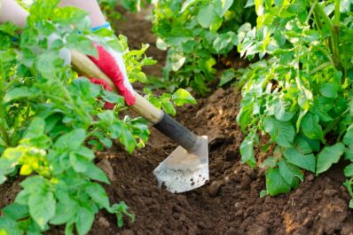Potato plant care: fertilising, pruning & earthing up potatoes