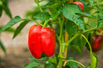 Pruning pepper plants: how & when?