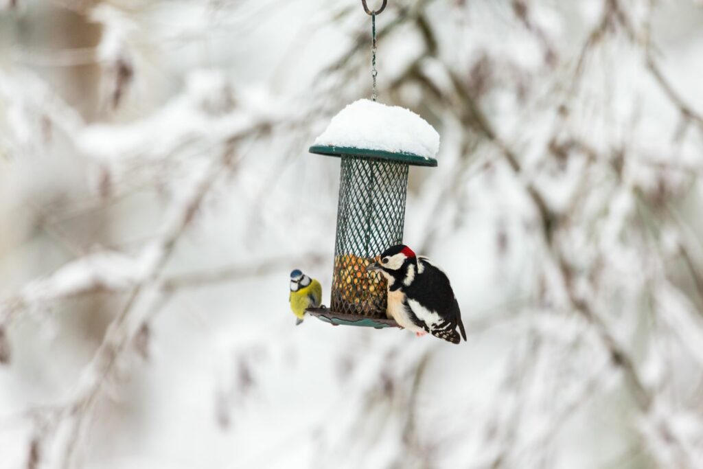 Blue tit and spotted woodpecker feeding from snowy bird feeder