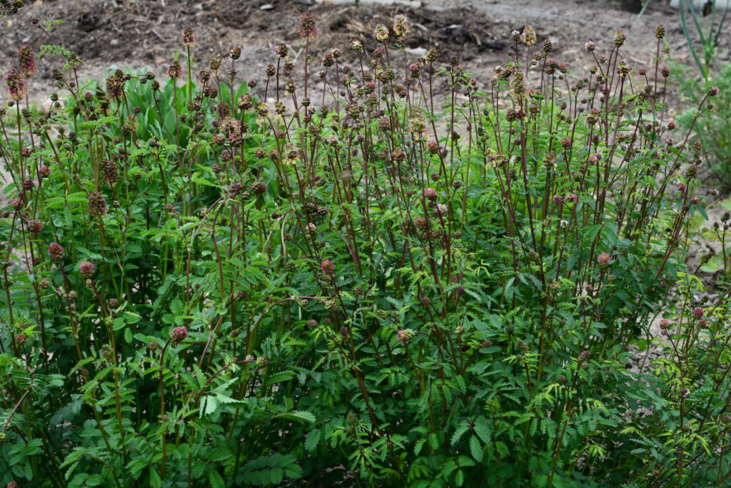 Salad burnet bush with many flower heads