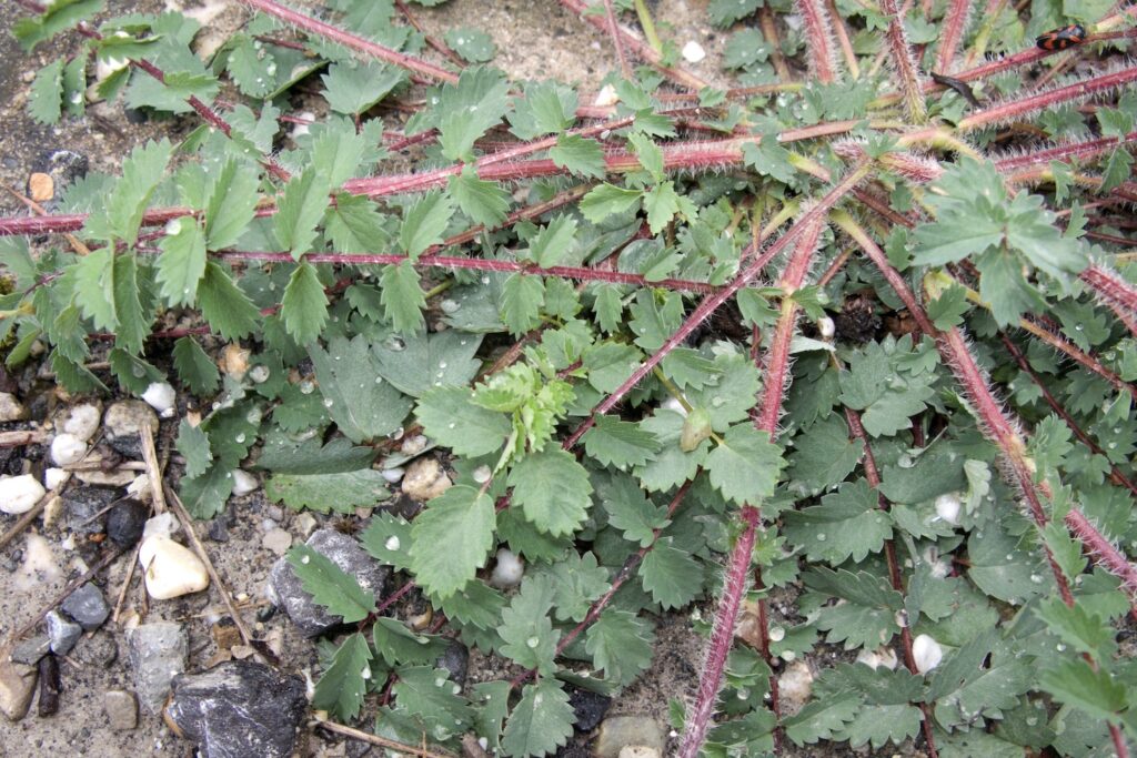 Rosette formation of salad burnet red shoots and green leaves