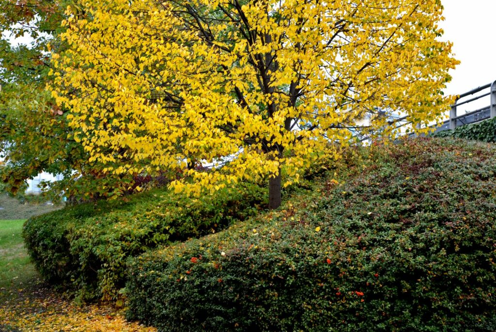 ‘Greenspire’ linden tree with yellow leaves in autumn