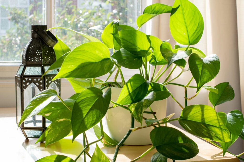 Pothos plant next to window