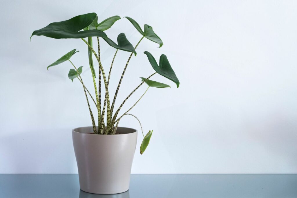 Alocasia zebrina plant indoors