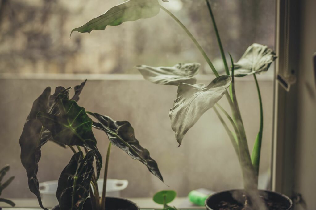 Alocasia zebrina plants in humid environment