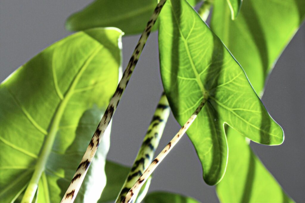 Healthy alocasia zebrina leaves and stems